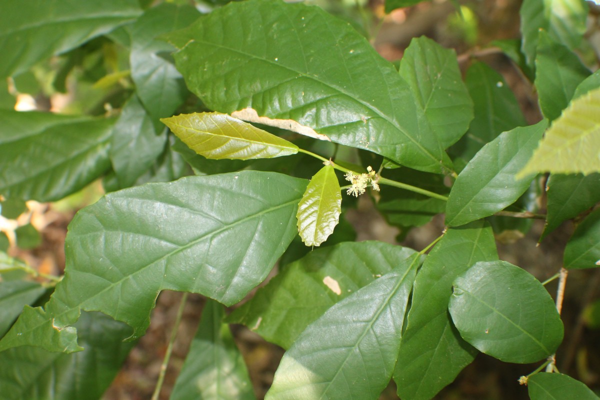 Mallotus resinosus (Blanco) Merr.